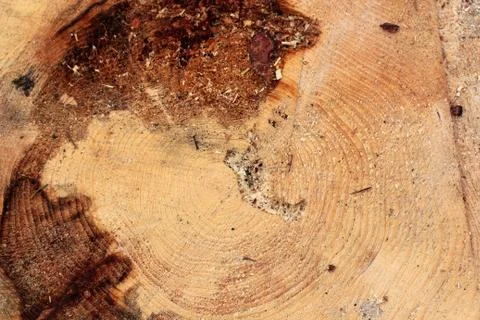 Cross section of tree trunks background. Decoration of cutting tree. Cutting Stock Photos