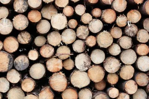 Cross section of tree trunks background. Decoration of cutting tree. Cutting Stock Photos