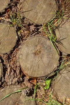 Cross section of tree trunks background. Stock Photos