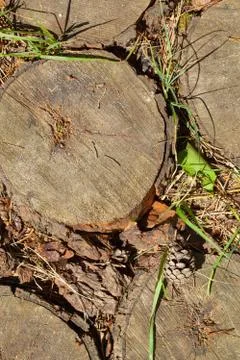 Cross section of tree trunks background. Stock Photos