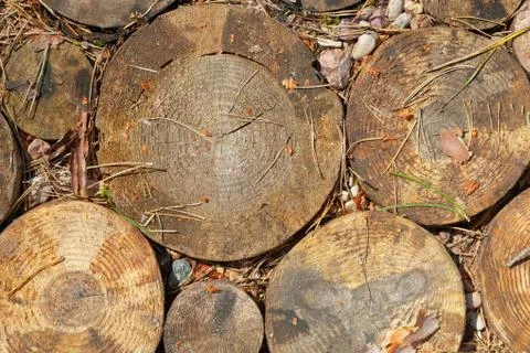 Cross section of tree trunks background. Stock Photos