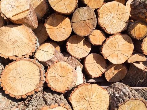 Cross section of tree trunks background. Cutting tree trunks for interior Stock Photos