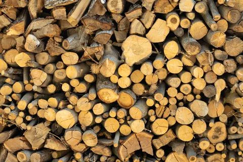 Cross section of tree trunks background. Cutting tree trunks placed together for Stock Photos