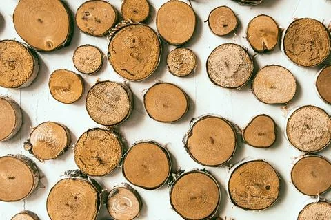 Cross section of tree trunks. Stock Photos