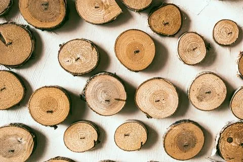 Cross section of tree trunks. Stock Photos