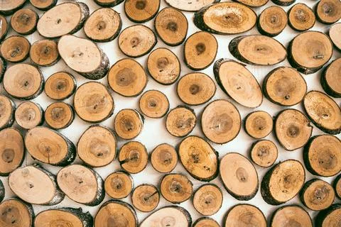 Cross section of tree trunks. Stock Photos