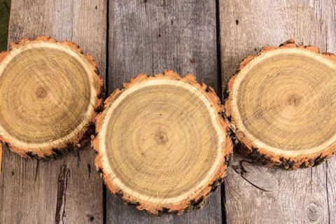 Cross section of tree trunks showing growth rings Stock Photos