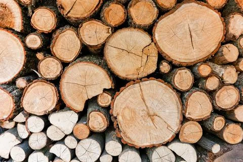 Cross section of tree trunks, timber background. Log trunks pile, the logging Stock Photos