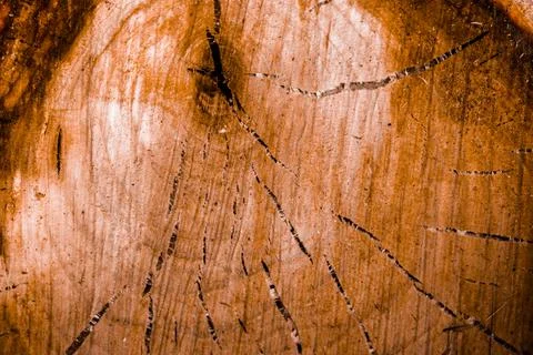 Cross section of a tree. Wood texture. Cutaway tree close-up. Stock Photos
