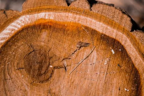 Cross section of a tree. Wood texture. Cutaway tree. Natural background. Stock Photos
