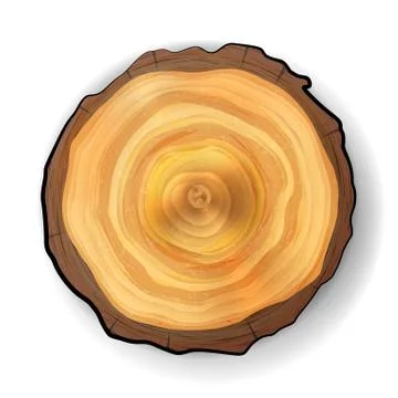 Cross Section Tree Wooden Stump Vector. Realistic Illustration. Isolated On Illustrazione stock