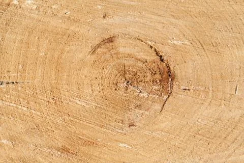 The cross section of the tree years and rings 库存照片