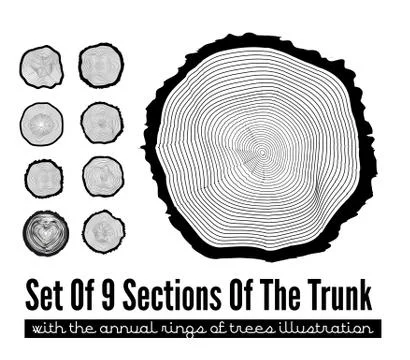 Cross section of the trunk Stock Illustration