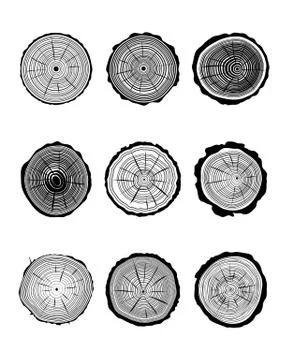 Cross section of trunk Stock Illustration