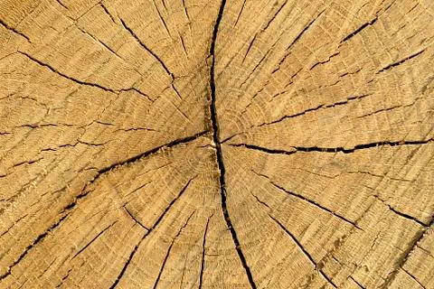 Cross section of a trunk Stock Photos