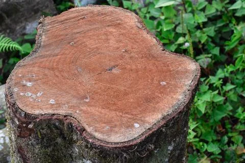 Cross section of the trunk of a timber, red pattern. Foto stock