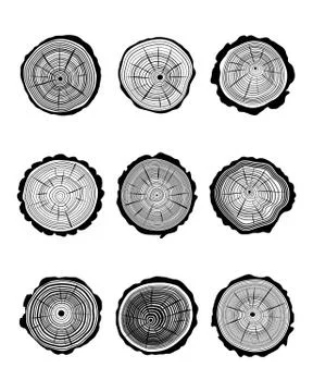 Cross section of trunks Stock Illustration