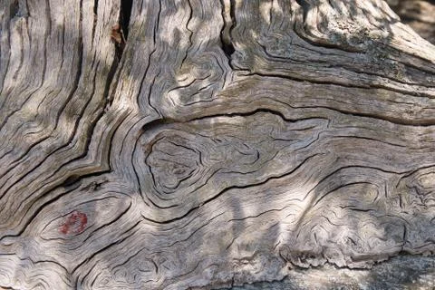Cross section of very old tree trunk , natural background Stock Photos