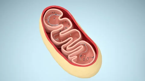 Cross-section view of Mitochondria, 3d r... | Stock Video | Pond5