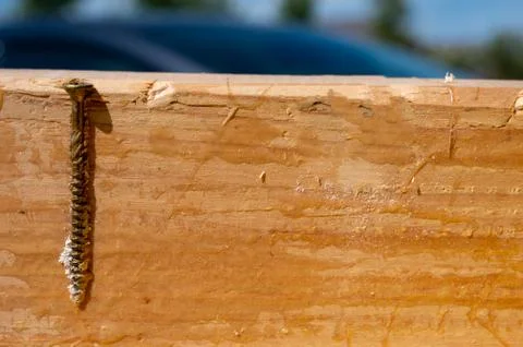 Cross-section view of a screw in a pine wooden stud 스톡 사진