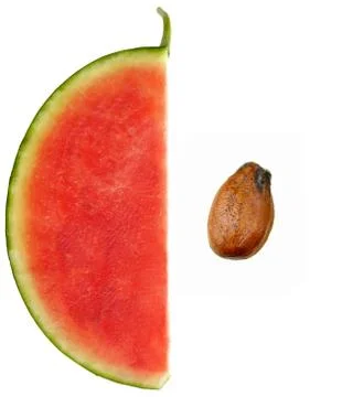 Cross section of watermelon Stock Photos