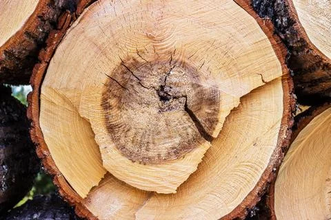 Cross section of wood Stock Photos