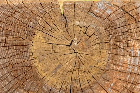 Cross section of the wood Stock Photos
