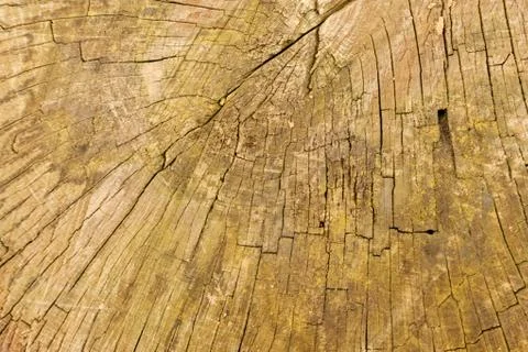 Cross section of the wood Stock Photos