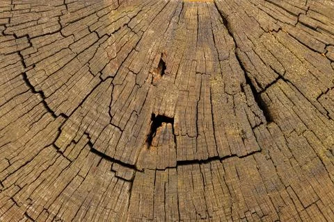 Cross section of the wood Stock Photos