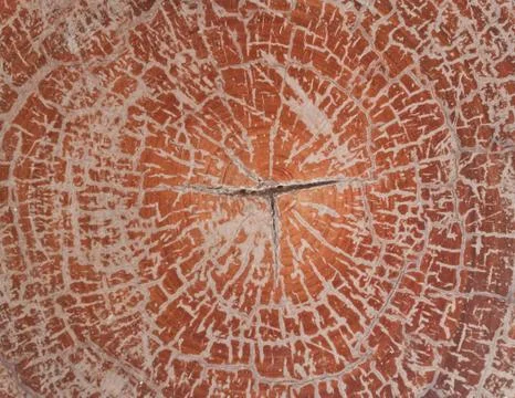 Cross-section of wood texture 写真素材