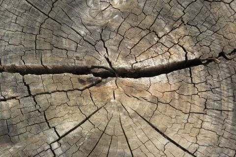 Cross-section of wooden tree trunk Stock Photos