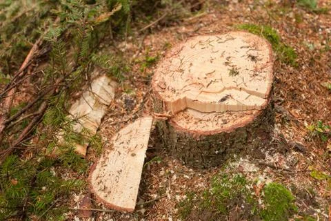 Cross section of a young pine tree Foto stock