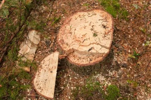 Cross section of a young pine tree Foto stock