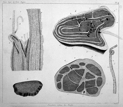 Cross-sections of nerves Stock Illustration