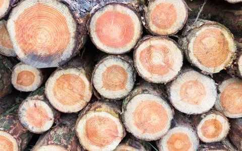 Cross sections of pine trunks Stock Photos