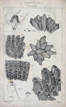 Cross-sections of zoophytes, including corals, sea anemones and sponges. Li.. Stock Illustration