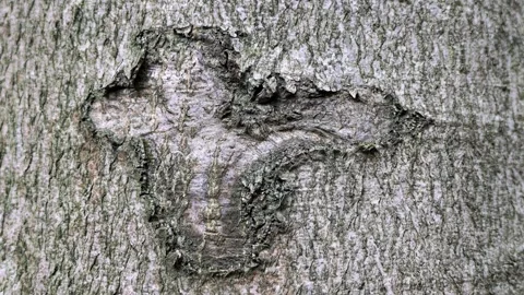 A cross-shaped scar on an old beech tree, beech bark, Fagus Stock Footage 346077198