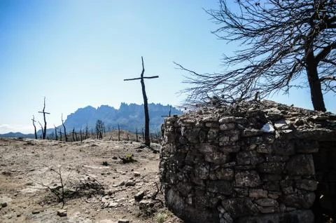 Cross shaped trees after forest fire Stock Photos