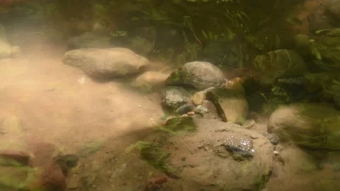 Cross the small mountain river on a mountain bike. The bike rides on the water Stock Footage 136362613