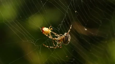 Cross spider (Araneus diadematus) with prey Stock Footage