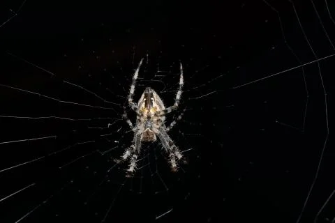 Cross spider close up bottom view 스톡 사진