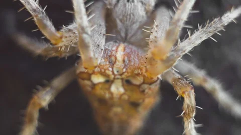 Cross spider close up Stock Footage 97506051