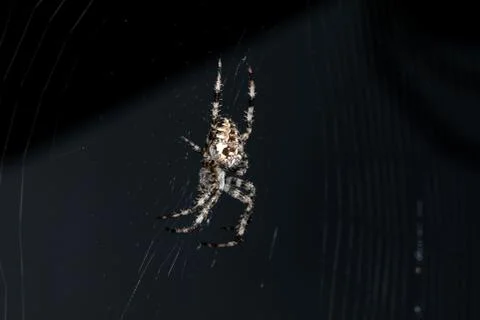 Cross spider close up side view 스톡 사진