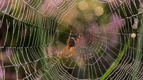 A cross spider in a cobweb with dewdrops Stock Footage 169860099