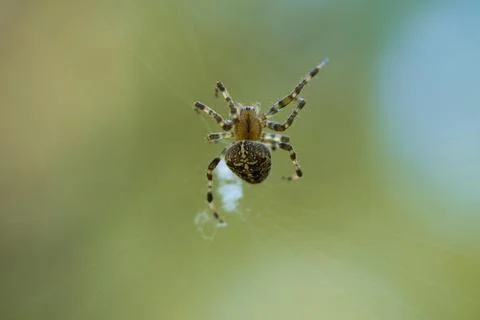 Cross spider crawling on a spider thread. Halloween fright. A useful hunter.. Stock Photos