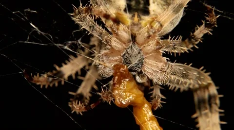 Cross spider is eating an insect Stock Footage 59804211