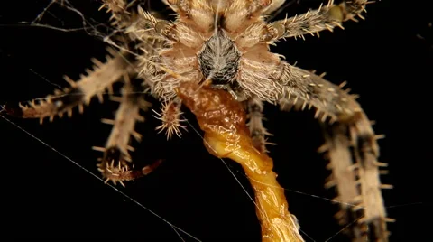 Cross spider is eating an insect Stock Footage 59823200