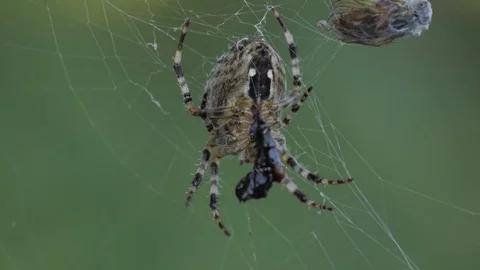 Cross Spider is eating an Insect Stock Footage 81115711