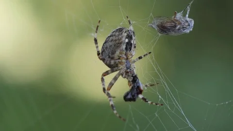 Cross Spider is eating an Insect Stock Footage 81115816