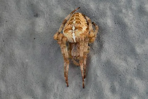 Cross spider on a gray background, head down Stock Photos